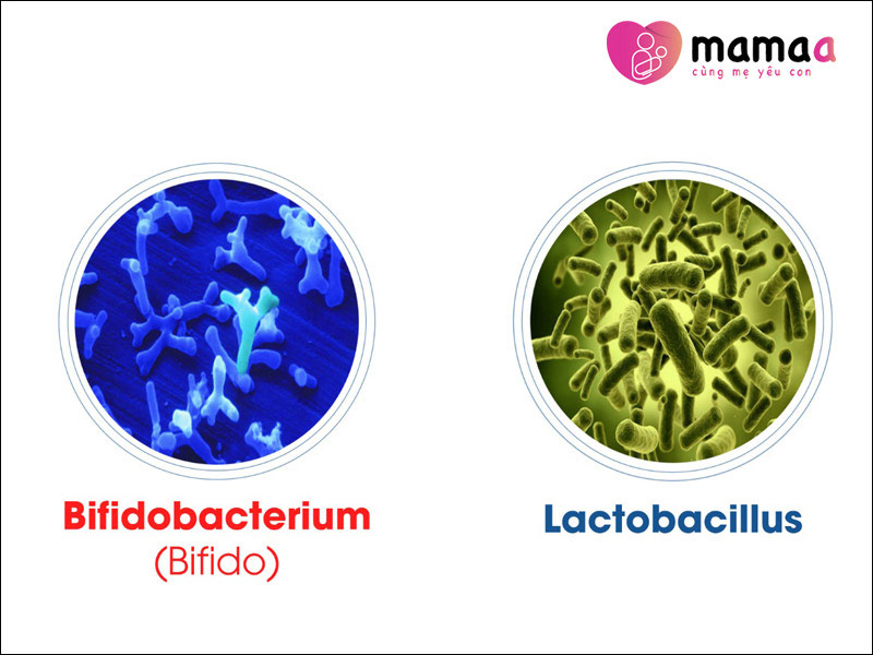 Hình ảnh lợi khuẩn Lactobacillus và Bifidobacterium dưới kính hiển vi