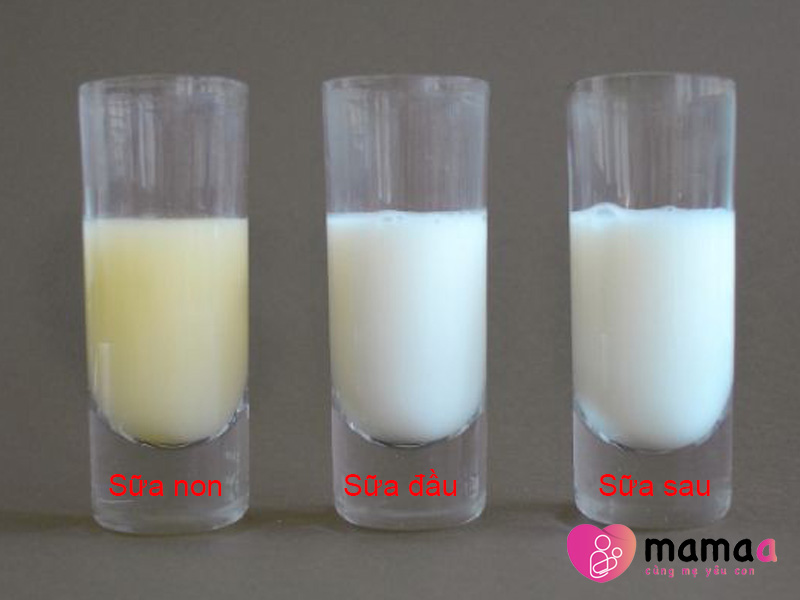 Phân biệt sữa non, sữa đầu, sữa sau