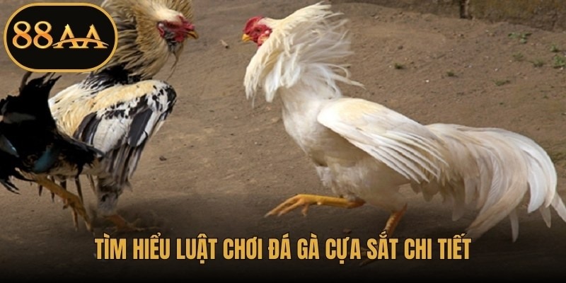 Tìm hiểu luật chơi đá gà cựa sắt chi tiết